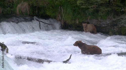2 grizzly bears looking for salmon in Brooks river