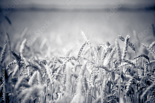 photo of ears on the beautiful wheat field in black and white style