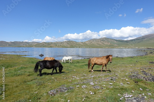 Chevaux au bord du lac, Mongolie