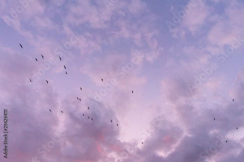 uccelli volano nel cielo rosa viola  photo