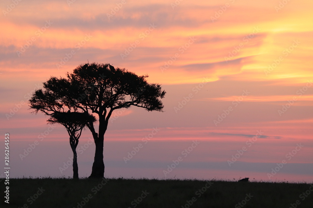 Sunset, tree and beautiful colors, Masai Mara National Park, Kenya.