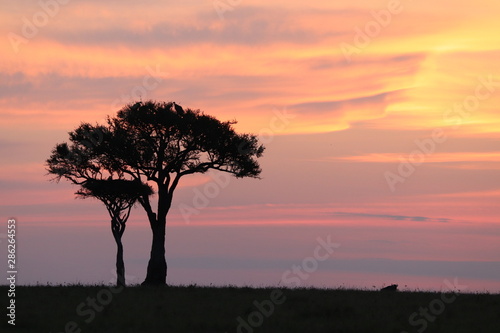 Sunset  tree and beautiful colors  Masai Mara National Park  Kenya.