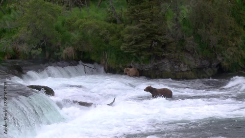 larger grizzly walking upstream toward falls