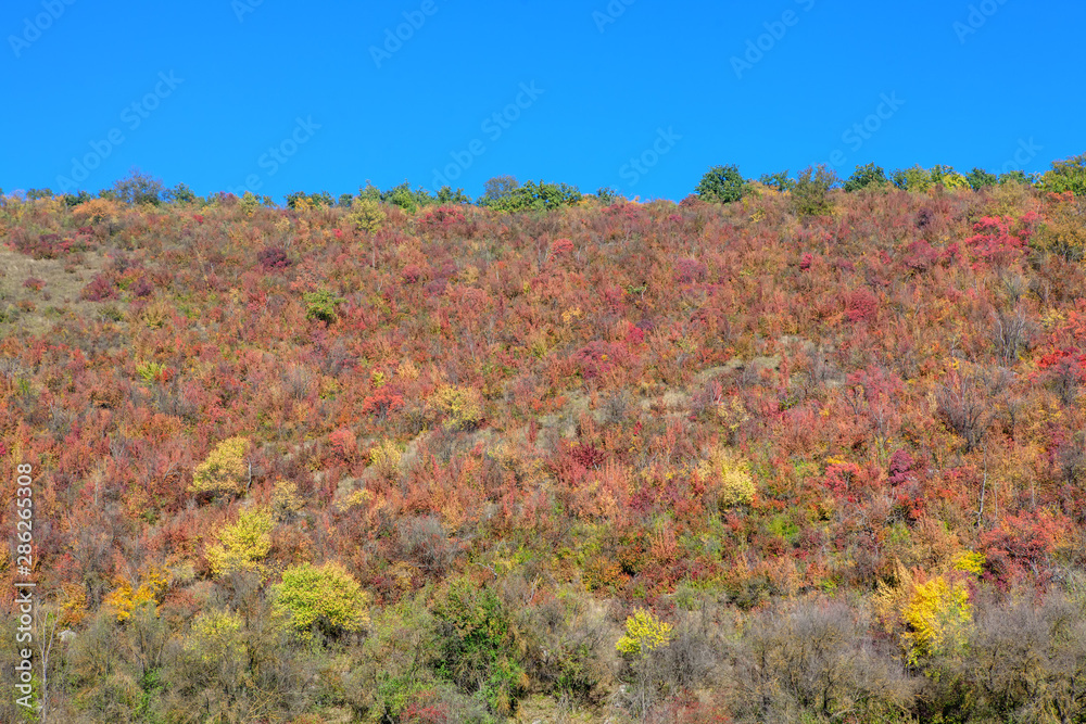 bushes with red leaves growing on the hill bushes with red leaves growing on the hill