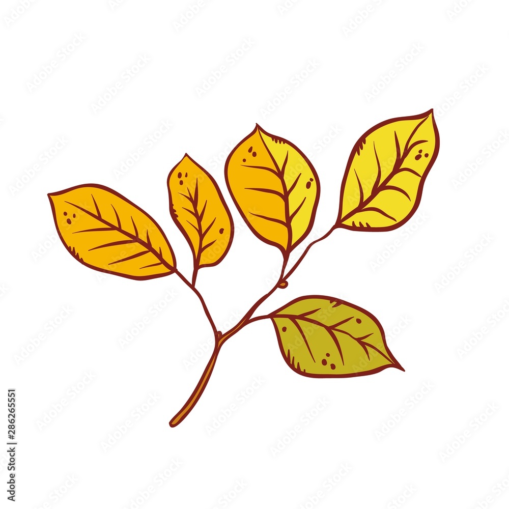 Autumn leaf alder tree september or october leaf fall. Vector outline illustration sketch colourful isolated autumnal herbal graphics.