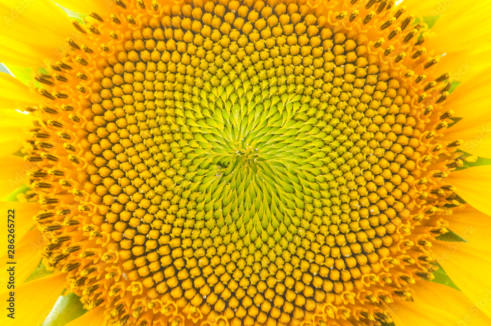 Fibonacci Sequence In Nature Sunflower