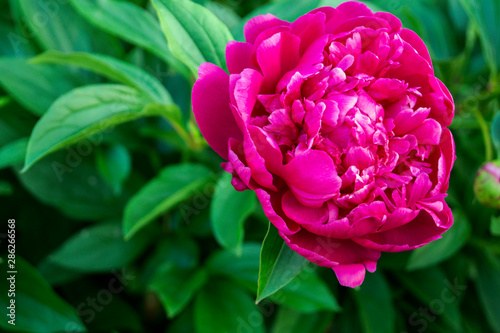 Fototapeta Naklejka Na Ścianę i Meble -  blooming pink peony in the garden. close up.