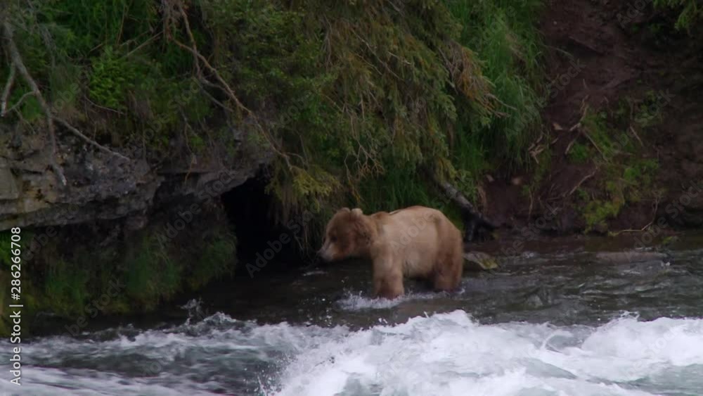 young grizzly cub in Brooks River, Alaska looking for salmon young grizzly cub in Brooks River, Alaska looking for salmon