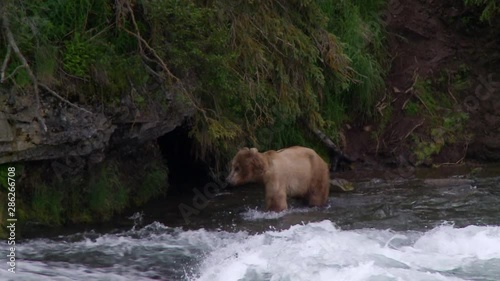 young grizzly cub in Brooks River, Alaska looking for salmon