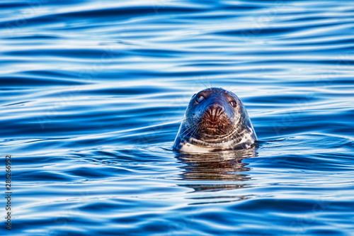 Fototapeta Naklejka Na Ścianę i Meble -  Grey seal bull blind in one eye swimming in the ocean