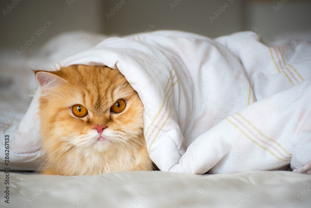 Persian cat laying on the bed under white blanket