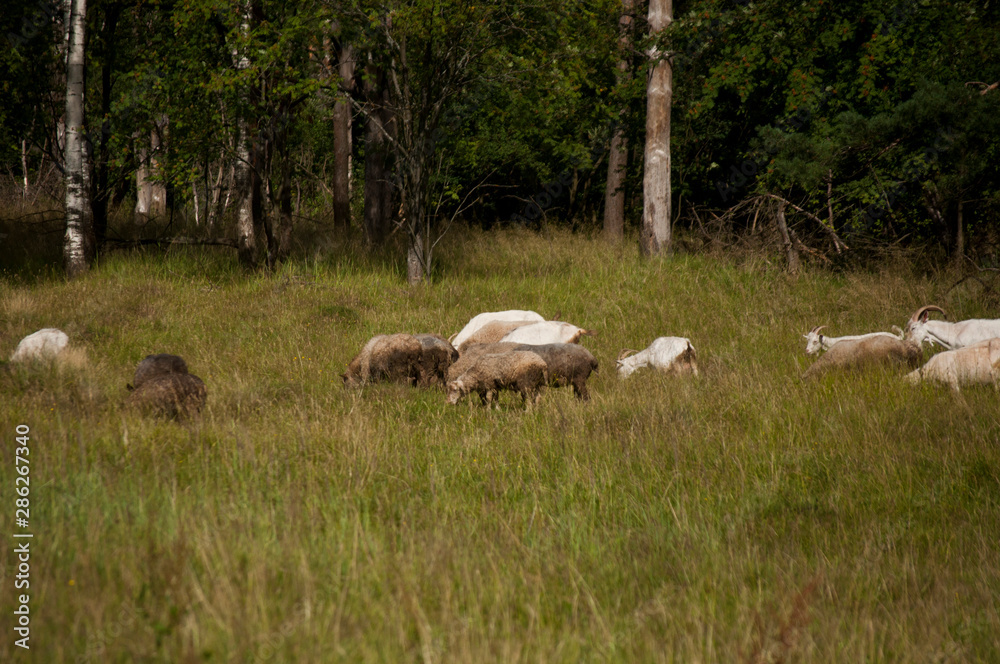 sheeps in a field sheeps in a field