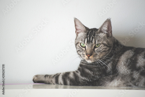 American Short Hair cat laying on white wall with copy space background © totojang1977