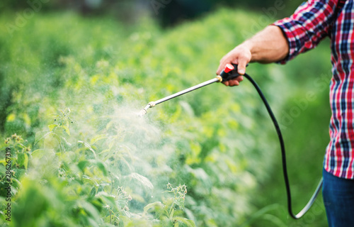 Gardening. Farmer spraying plants with pesticide from pump sprayer, close up photo. Agricultural concept © bobex73