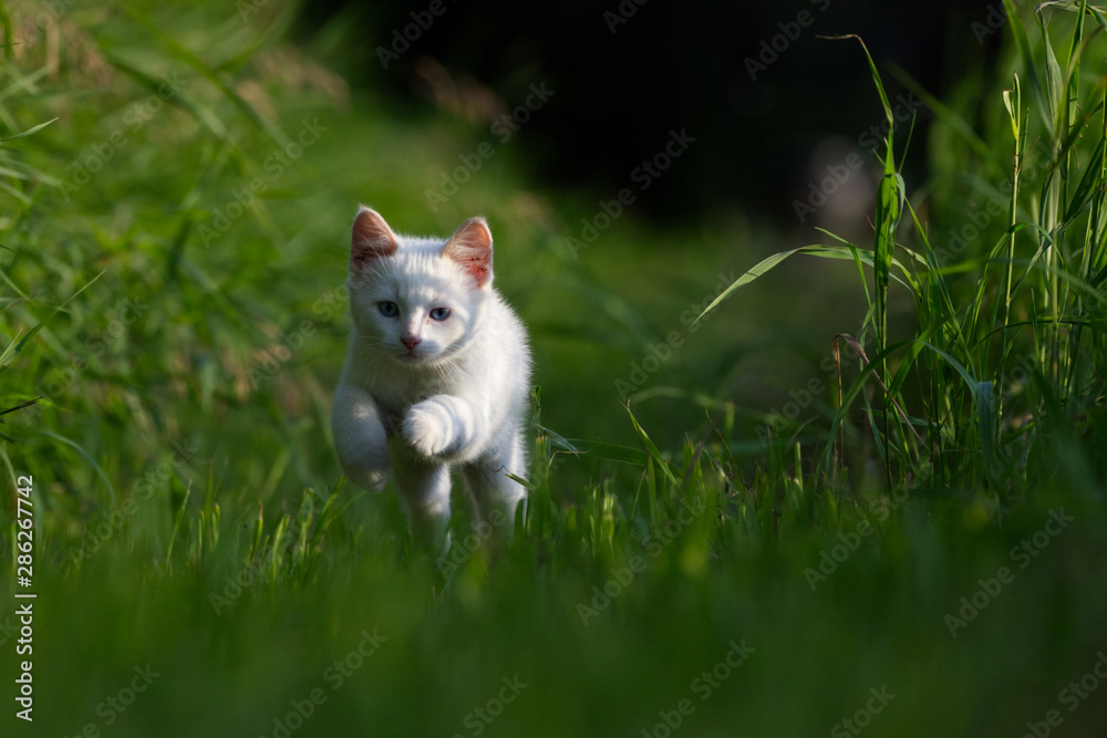 A White Kitten in Long Green Grass