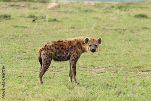 Fototapet Spotted hyena walking and looking, Masai Mara National Park, Kenya