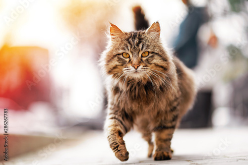 Photo of walking unhappy ginger homeless cat. photo