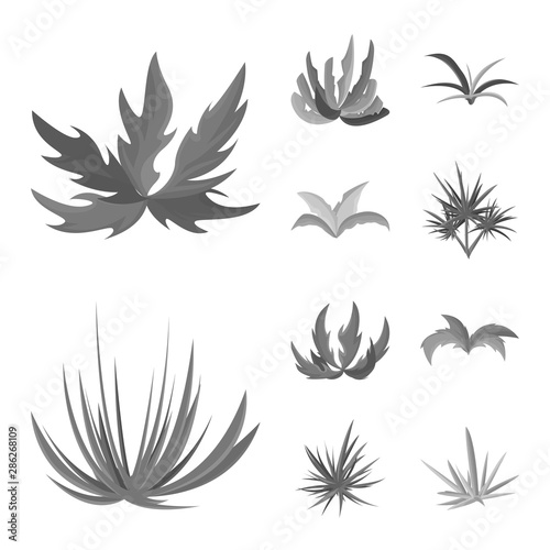 Isolated object of foliage and floral icon. Collection of foliage and summer stock symbol for web.