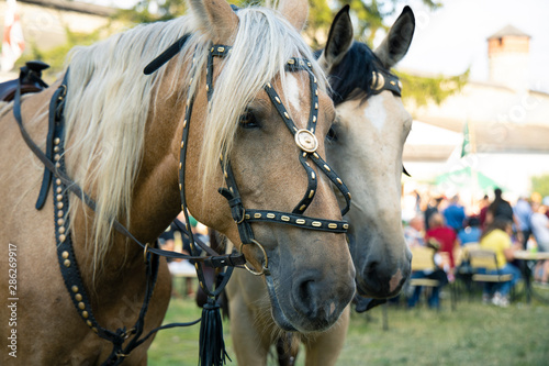 two horses portrait on a leash 