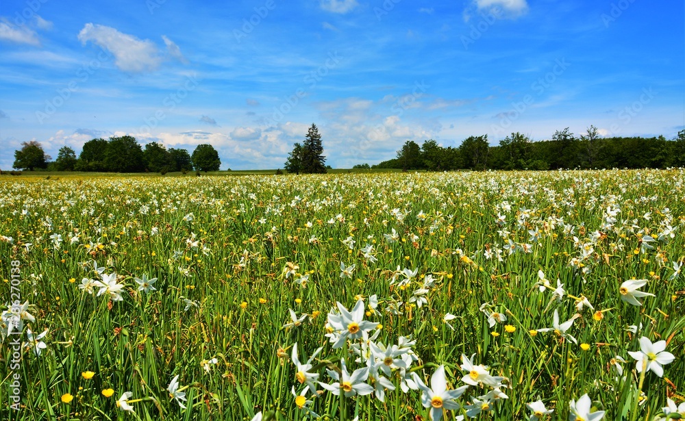 a field with many wild white daffodils
