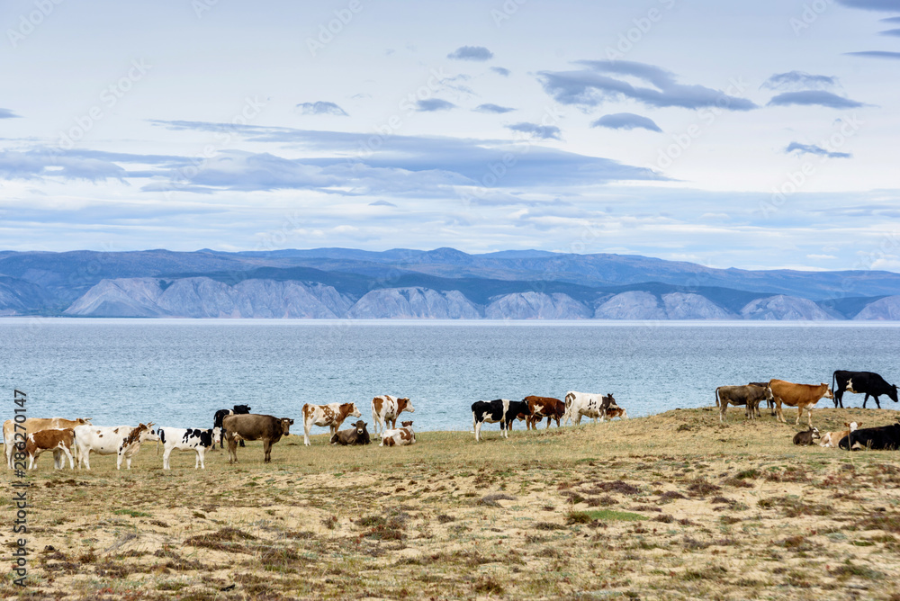 Obraz premium Lake Baikal, hills and cows eat grass with beautiful sky and clouds, Russia Oklhon island