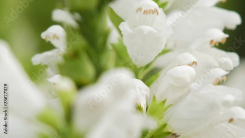 A macro closeup shot of a bumble bee climbing on white Clethraceae flowers. photo