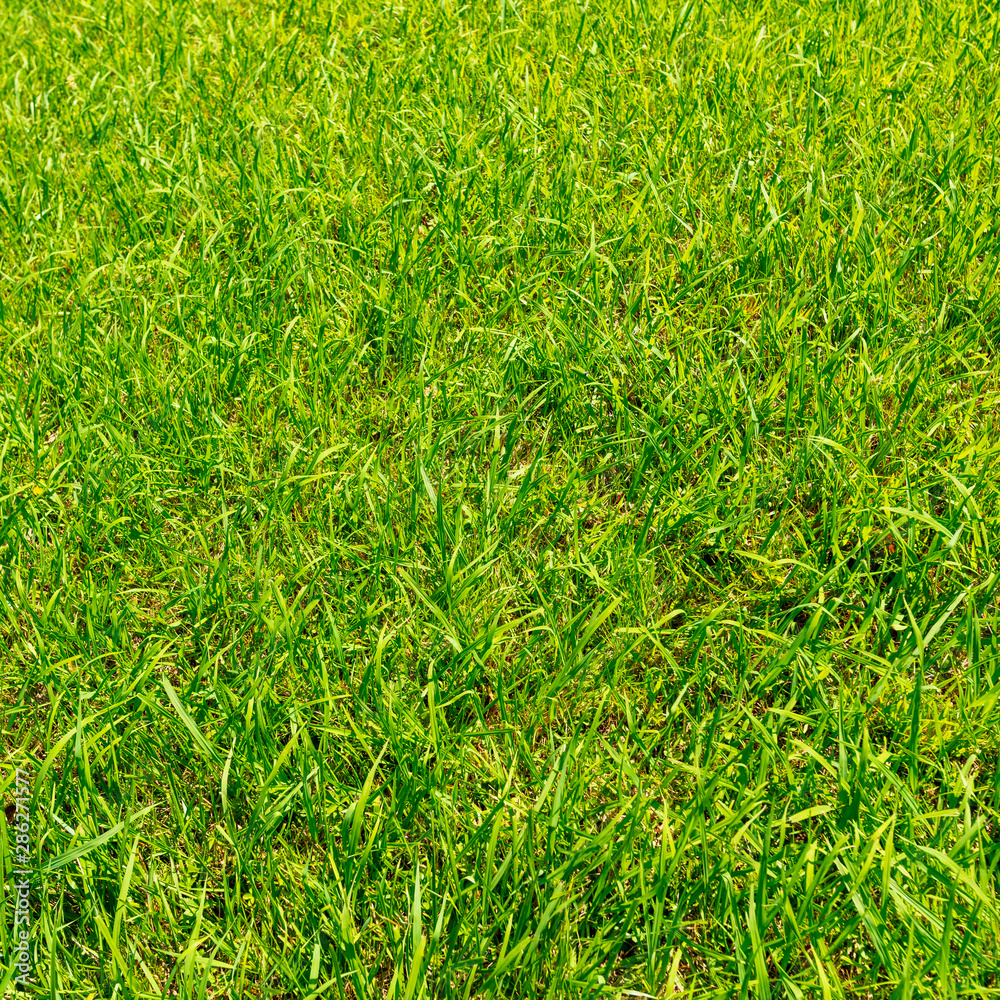 Green grass on the ground as a background Green grass on the ground as a background