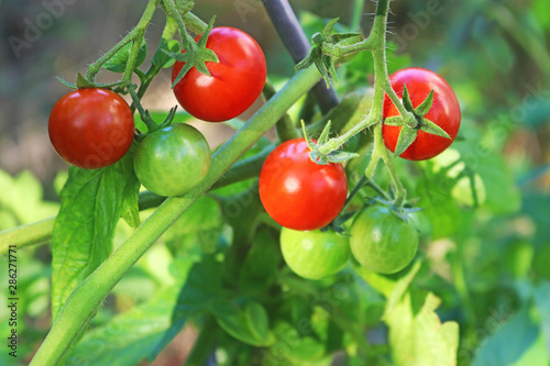 tomato plant with ripe and green tomatoes