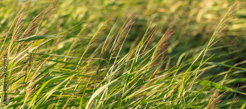 Green reeds on the beach in summer