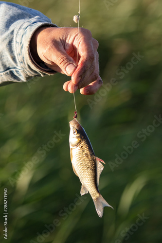 Fish on a hook fishing rods in nature