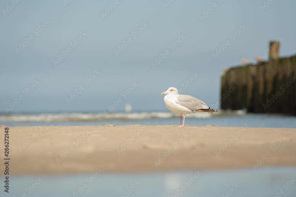 Obraz premium Möve 11