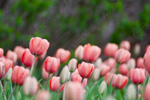 Beautiful colourful pink tulips with green leaves.