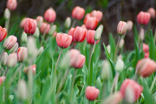 Beautiful colourful pink tulips with green leaves.