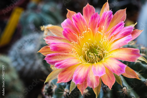 Fototapeta Naklejka Na Ścianę i Meble -  Blooming of multi color  flower Lobivia cactus
