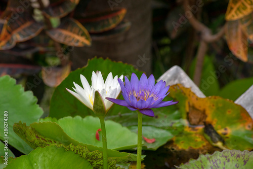 Waterlilies at Wat Umong Mahathera Chan, Chiang Mai, Thailand photo