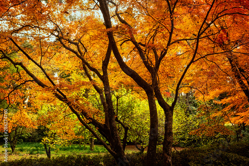 Autumn trees vibrant with colour