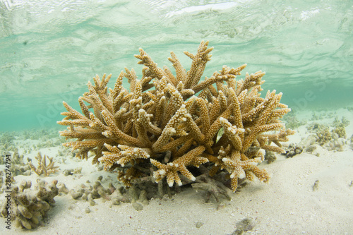 Acropora cervicornis, Acropora - los roques venezuela snorkel. photo