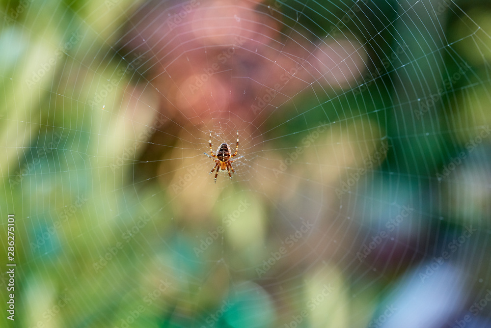 A small European Garden Spider (Araneus diadematus) sitting on its web. A small European Garden Spider (Araneus diadematus) sitting on its web.