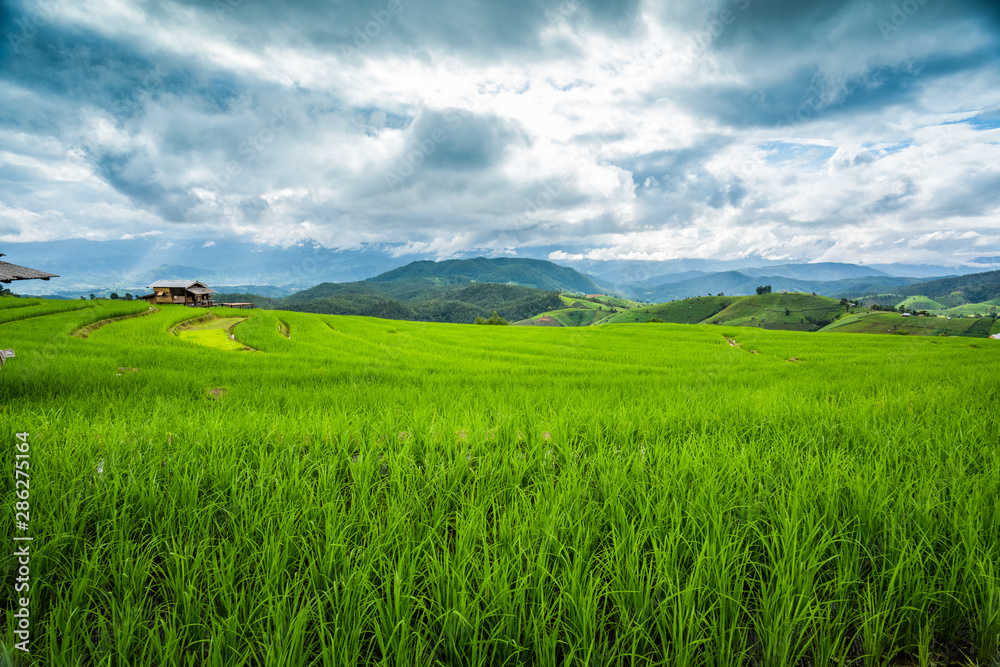 Paddy Rice Field Plantation Landscape with Mountain View Background