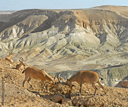 Young funny Nubian ibexes (Capra nubiana sinaitica) are fighting in Negev desert of southern Israel