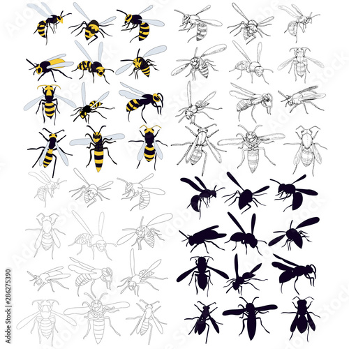 vector, isolated, set of wasp, bee on a white background