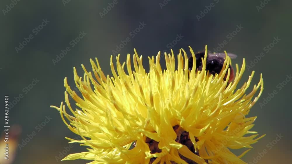A macro closeup shot of a bumble bee climbing over a yellow flower to find nectar. A macro closeup shot of a bumble bee climbing over a yellow flower to find nectar.