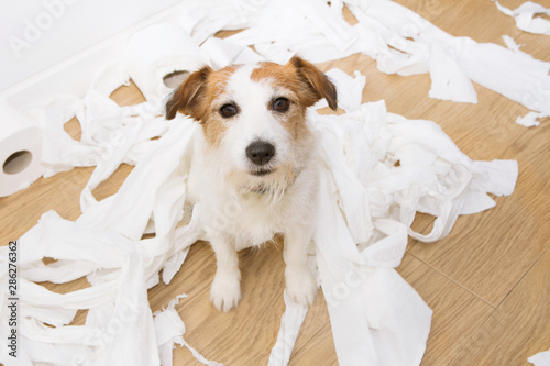 Dog mischief. Jack russell with guDog mischief. Jack russell with guilty expression after play unrolling toilet paper. Disobey concept.