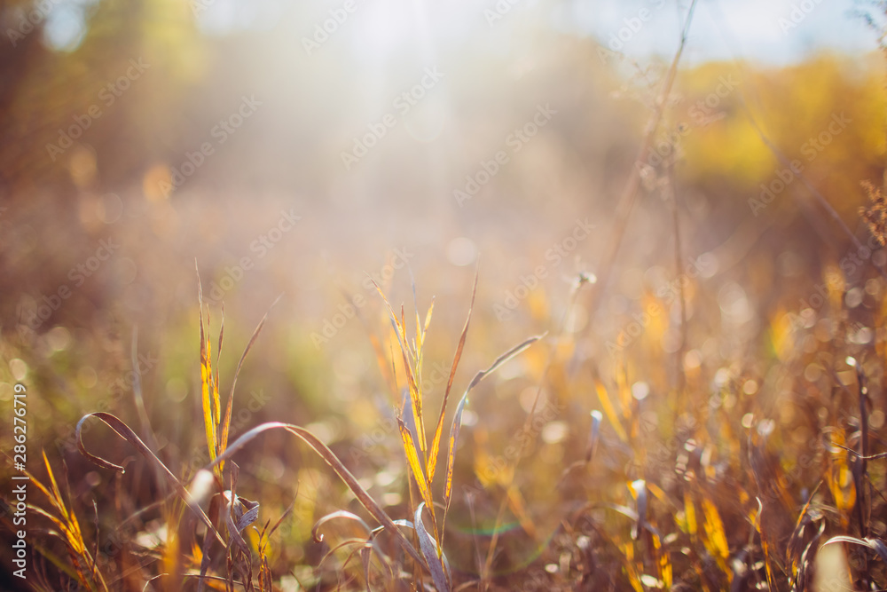 Autumn abstract background with yellow and brown grass in sunlight. golden grass field at sunset. selective focus