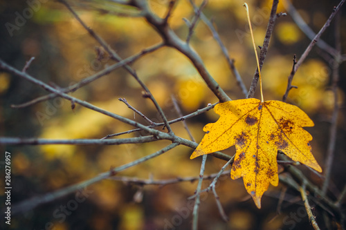 A tree branch with autumn leaves of a maple on autumn blurred background. Landscape in autumn season. space for text. warm sunrays illuminate the dry, gold beech leaves covering