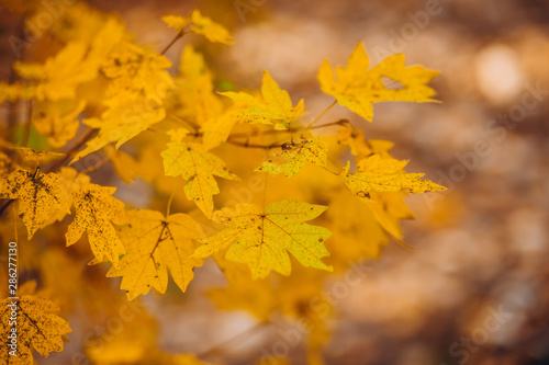 A tree branch with autumn leaves of a maple on autumn blurred background. Landscape in autumn season. space for text. warm sunrays illuminate the dry, gold beech leaves covering