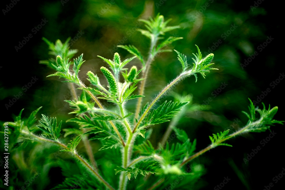 Green plant. Green bush. Beauties of nature. Green plant. Green bush. Beauties of nature.