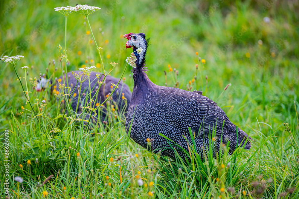 guinea fowl - Numida meleagris f. domestica guinea fowl - Numida meleagris f. domestica