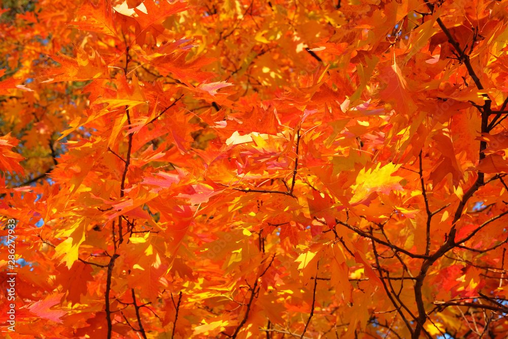 Orange leaves in nature. Oak red foliage. Fall forest. Autumn picturesque sunny day. Sunlight. Orange leaves in nature. Oak red foliage. Fall forest. Autumn picturesque sunny day. Sunlight.