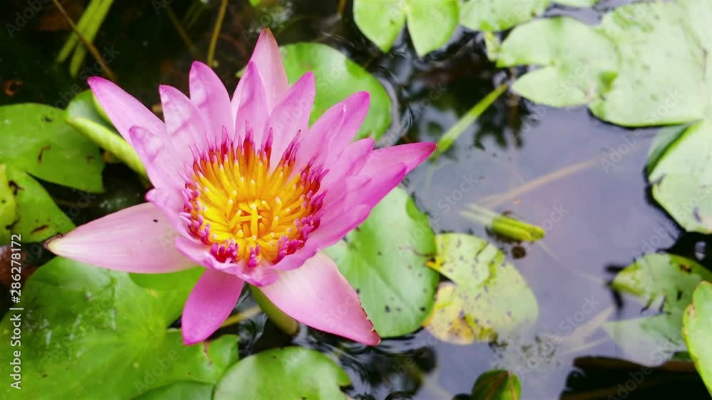 Pink lotus on water in gentle wind Pink lotus on water in gentle wind